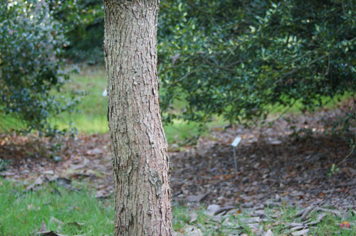 Populus lasiocarpa Populus lasiocarpa
