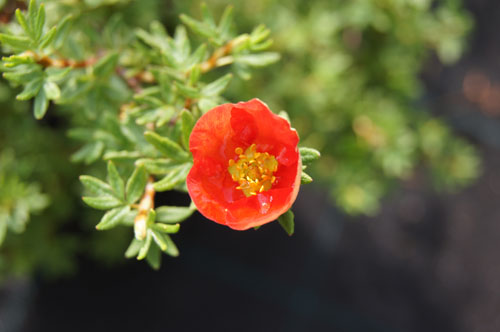 Potentilla fruticosa 'Marian Red Robin'