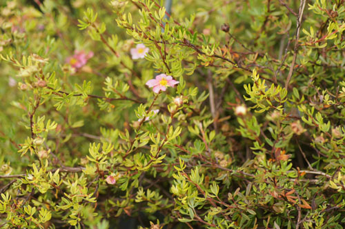 Potentilla fruticosa 'Mango Tango' Potentilla fruticosa 'Mango Tango'