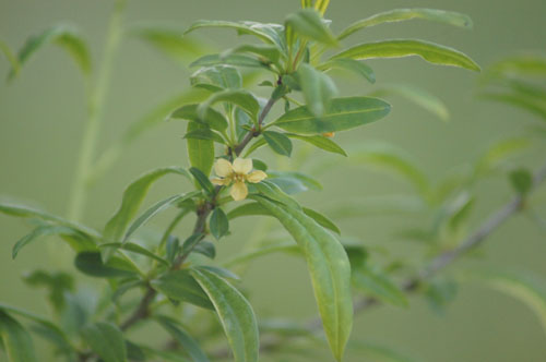 Prinsepia sinensis