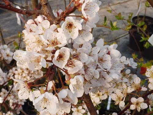Prunus cerasifera 'Trailblazer' Prunus cerasifera 'Trailblazer'