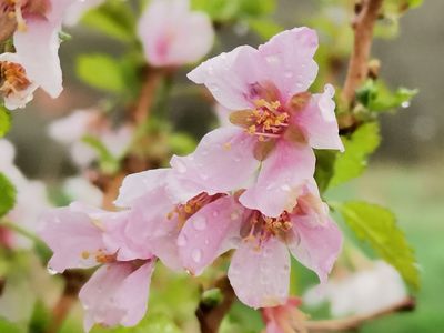Prunus incisa 'Kojo-No-Mai'