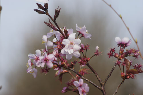 Prunus kurilensis