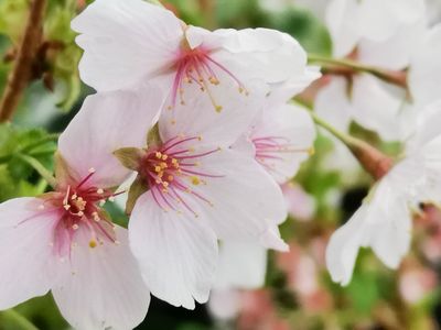 Prunus nipponica 'Brillant' Prunus nipponica 'Brillant'