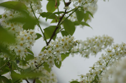 Prunus padus Prunus padus