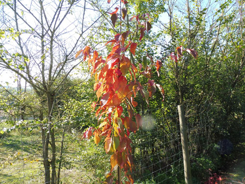 Prunus sargentii 'Charles Sargent' Prunus sargentii 'Charles Sargent'