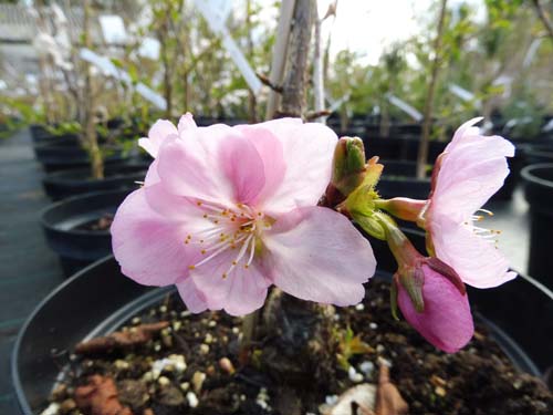 Prunus sargentii 'Jacqueline'