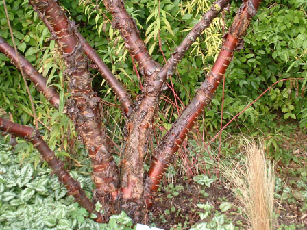 Prunus serrula