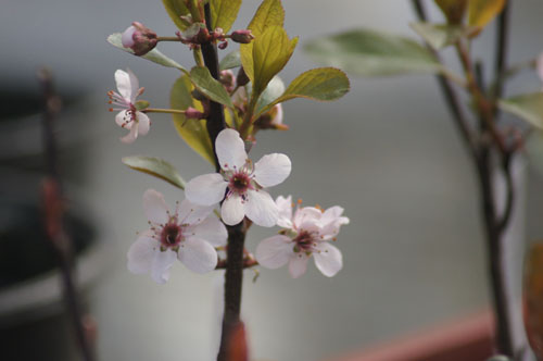 Prunus x cistena