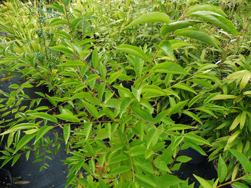 Prunus subhirtella Prunus subhirtella