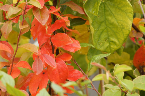 Pseudocydonia sinensis Pseudocydonia sinensis