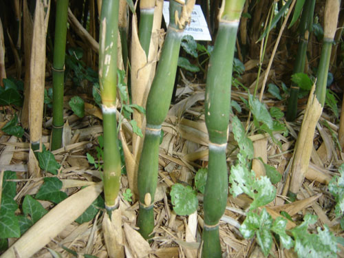 Pseudosasa japonica 'Tsutsumiana'