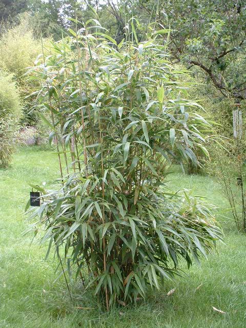 Pseudosasa japonica