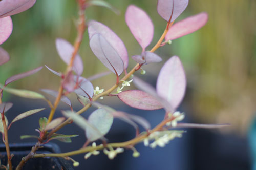 Pseudowintera colorata 'Marjorie Congreve'