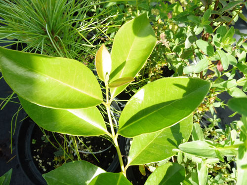 Psidium cattleianum