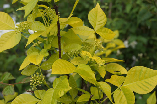 Ptelea trifoliata 'Aurea'