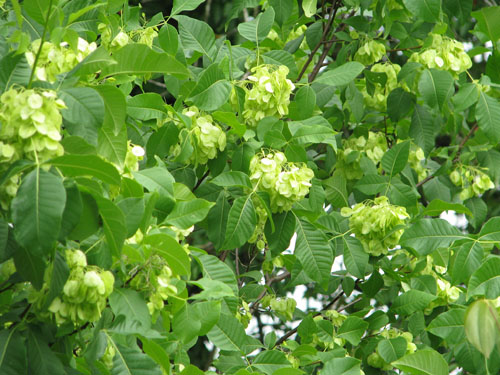 Ptelea trifoliata