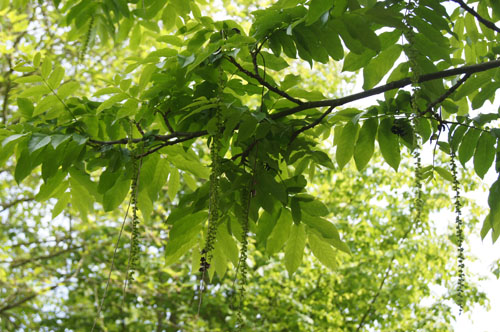 Pterocarya fraxinifolia