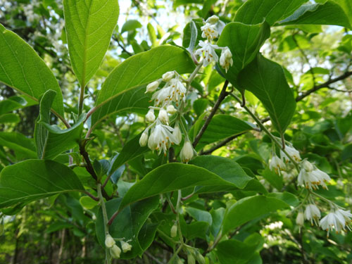 Pterostyrax corymbosus