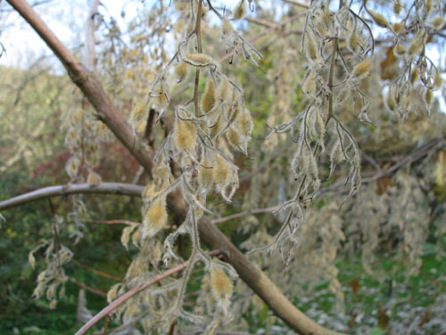 Pterostyrax hispidus Pterostyrax hispidus