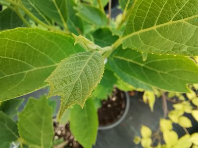 Pterostyrax psilophyllus leveillei