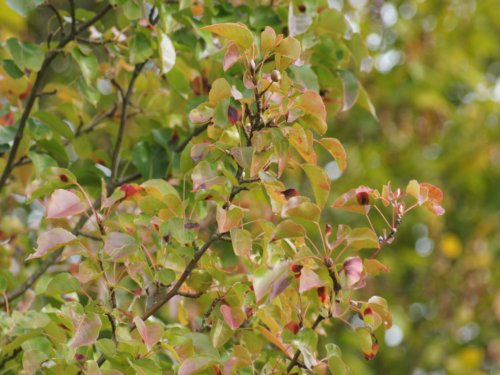 Pyrus calleryana