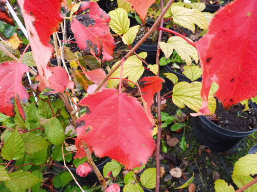Pyrus ussuriensis