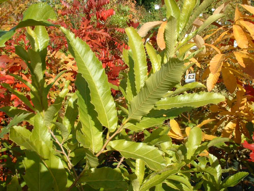 Quercus acutissima
