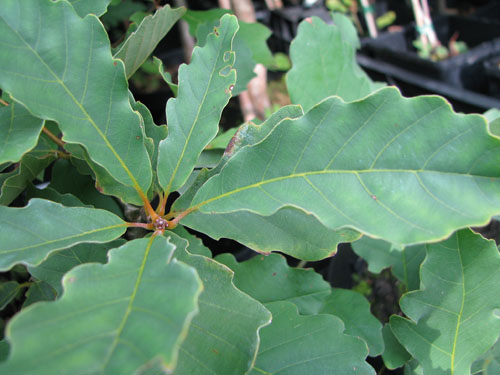 Quercus aliena