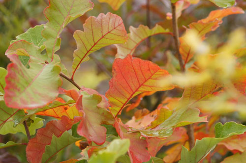 Quercus bicolor Quercus bicolor