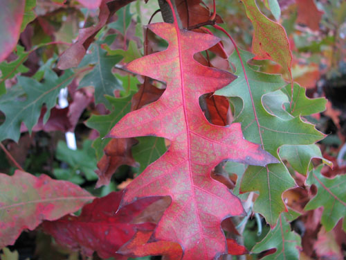 Quercus buckleyi Quercus buckleyi