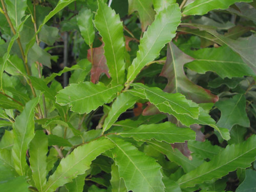 Quercus castaneifolia Quercus castaneifolia