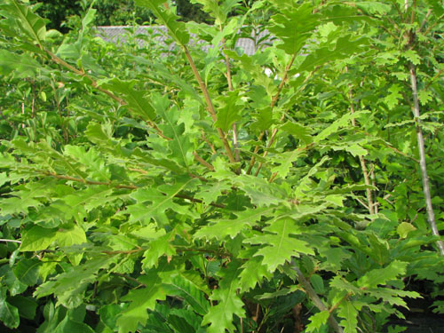 Quercus cerris Quercus cerris