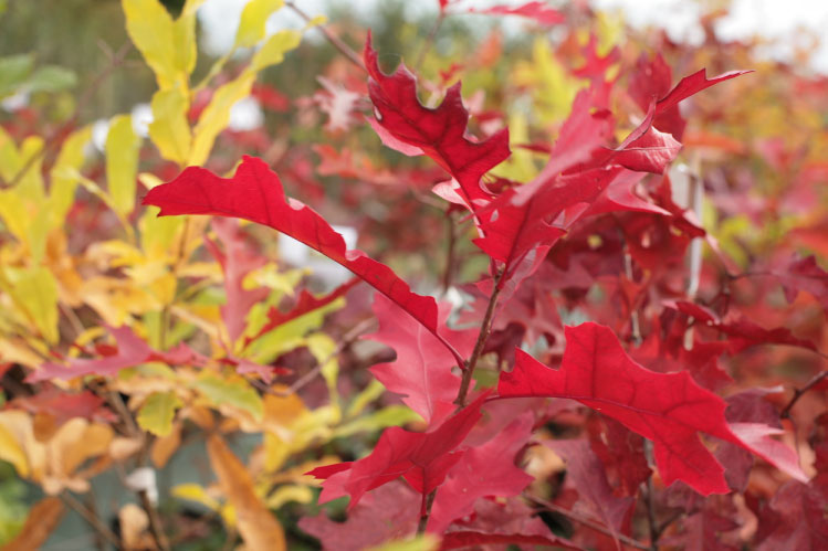 Quercus coccinea