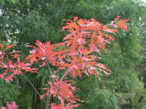 Quercus ellipsoidalis