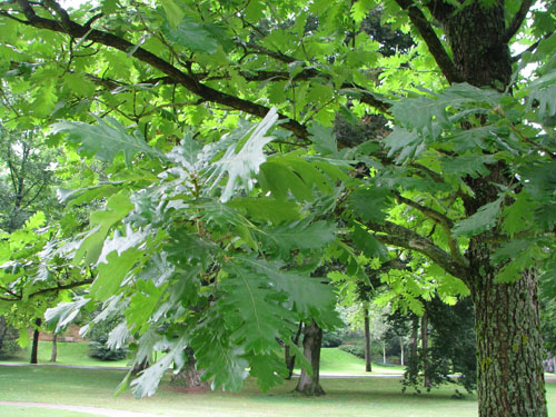 Quercus frainetto