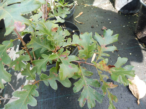 Quercus garryana