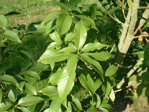 Quercus glandulifera
