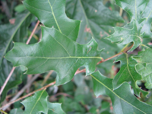 Quercus gravesii