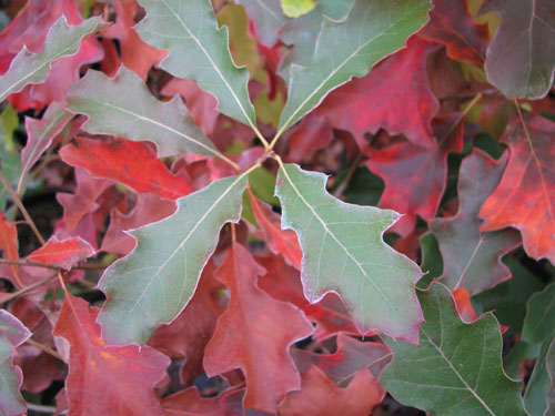 Quercus ilicifolia