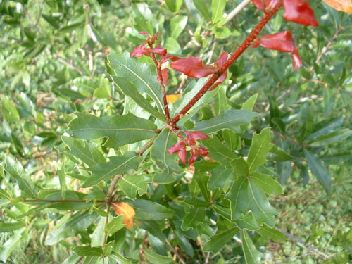 Quercus laurifolia