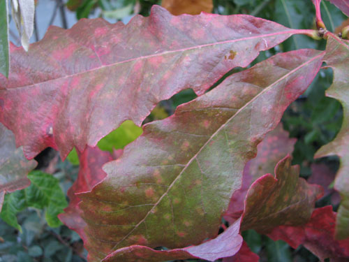 Quercus macrocarpa