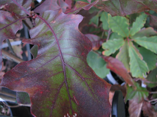 Quercus marilandica Quercus marilandica