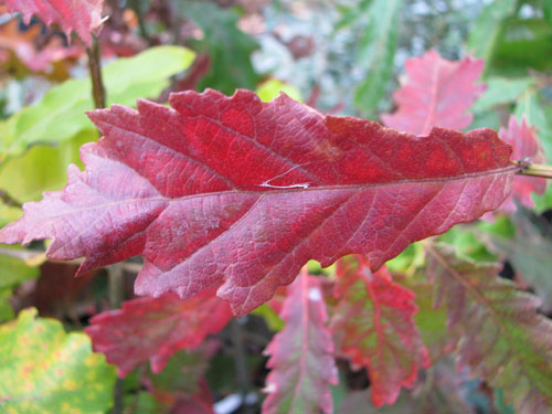 Quercus michauxii