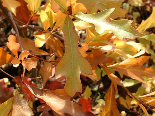 Quercus nigra