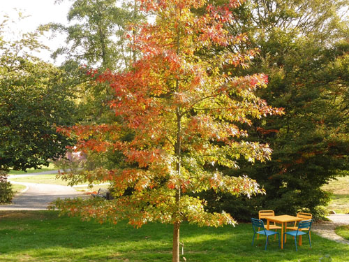 Quercus palustris
