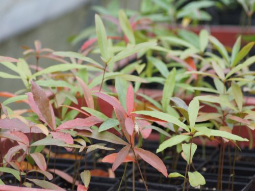 Quercus phellos