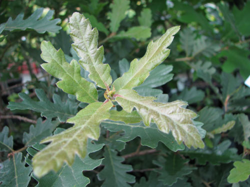 Quercus pubescens Quercus pubescens
