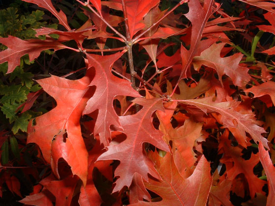 Quercus rubra