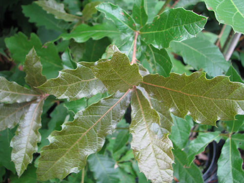 Quercus rysophylla 'Maya'